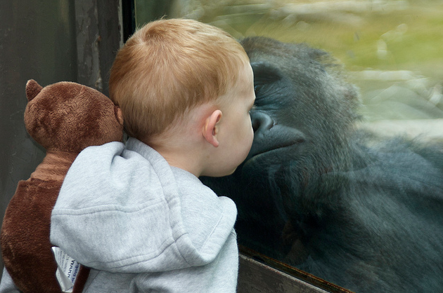Clic clac foto… Besitos de gorila