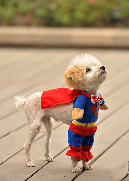Clic clac foto … Super dog